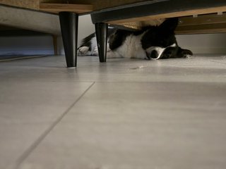 A black and white corgi cardigan photographed from under a recliner chair.