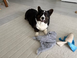 A black and white corgi cardigan playing with some toys and watching into the camera.