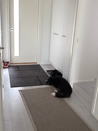 A black and white corgi cardigan waiting for someone to come home.