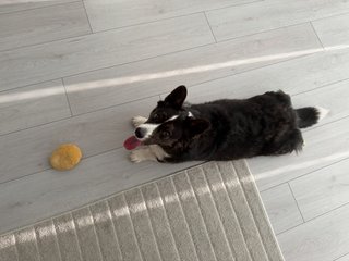 A black and white corgi cardigan lying on the floor and looking up the photographer with her tongue out. There is a yellow toy in front of her.