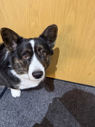 A black and white corgi cardigan looking straight into the camera next to a door.