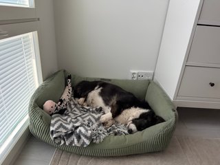 A black and white corgi cardigan sleeping in her bed.