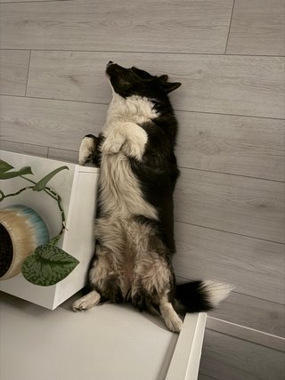 A black and white corgi cardigan sleeping on her back. She is photographed from above.