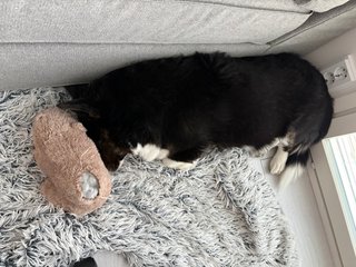 A black and white corgi cardigan sleeping wedged in between a dog toy and the wall.