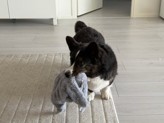 A black and white corgi cardigan with toy in her mouth.