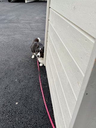 A black and white corgi cardigan hiding a little timidly behind a building