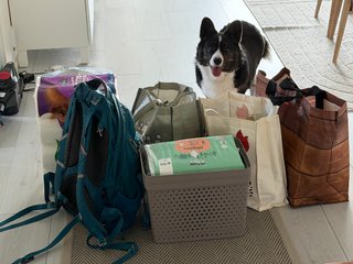 A black and white corgi cardigan standing behind a wall of grocery bags.