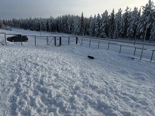 A black and white corgi cardigan running around in a snowy dog park.