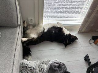 A black and white corgi cardigan lying next to a window on her back. She looks somehow very theatrical.