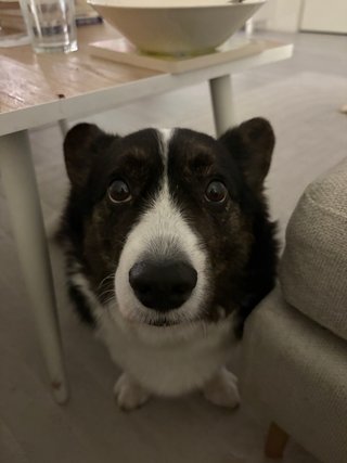 A black and white corgi cardigan looking up from under a couch table.