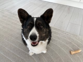 A black and white corgi cardigan making a crazy face while smiling into the camera.