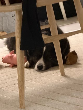A black and white corgi cardigan sleeping in between dog toys and chews.