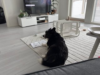 A black and white corgi cardigan lying next to an Ikea manual watching back over her shoulder towards the camera. She almost looks like she is building the rolling metal shelf that is right next to her.