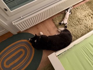 A black and white corgi cardigan lying next to a bed. She
