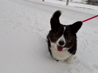 A black and white corgi cardigan running through fresh snow towards  the camera.