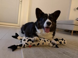 A black and white corgi cardigan resting both paws on top of a dog toy and smiling into the camera.