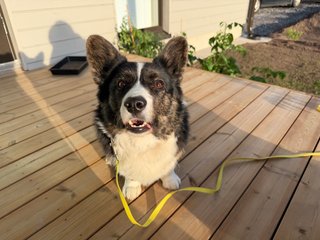 A black and white corgi cardigan sitting on a terrace and watching into the camera.