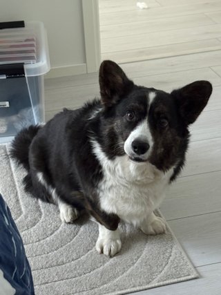 A black and white corgi cardigan making a face into the camera.