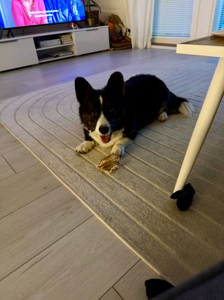 A black and white corgi cardigan eating a bone.