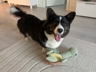 A black and white corgi cardigan watching playfully into the camera.