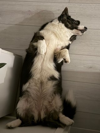 A black and white corgi cardigan lying on her back, photographed from above.