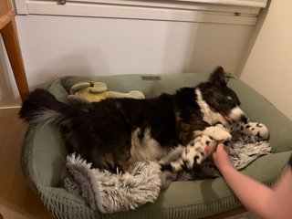 A black and white corgi cardigan playing like crazy in her do bed in this pretty unsharp photo.