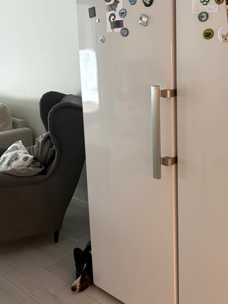 A black and white corgi cardigan lying next to a fridge and looking straight up into the camera.