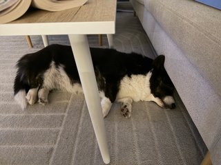 A black and white corgi cardigan sleeping under a couch table.
