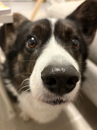 A close up of a black and white corgi cardigan