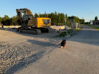 A black and white corgi cardigan walking past a construction site.