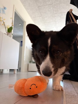A black and white corgi cardigan checking out a pumpkin shaped dog toy.