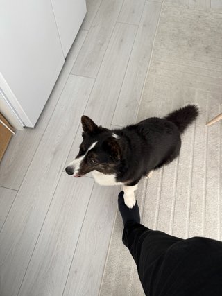 A black and white corgi cardigan giving paw while watching somewhere else.