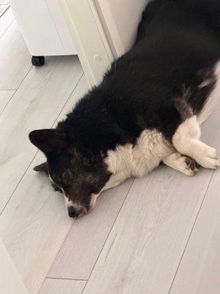 A black and white corgi cardigan lying on the floor with her tongue out.