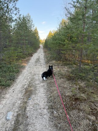 A black and white corgi cardigan walking down a forest path.