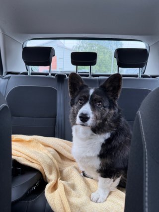 A black and white corgi cardigan sitting on a yellow blanket on the back bench of a car.