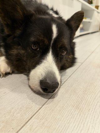 A close-up of a black and white corgi cardigan watching a little sleepy into the camera.