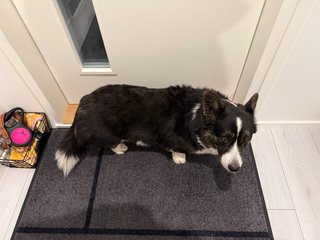 A black and white corgi cardigan waiting for me to get ready to go on a walk.