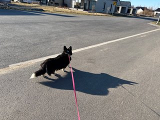 A black and white corgi cardigan walking down a road. She has an enormous shadow thanks to the evening sun.