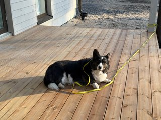 A black and white corgi cardigan lying on a porch on a yellow leash fastened to a pole. She