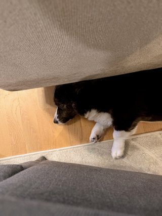 A black and white corgi cardigan lying in between a couch and a chair, photographed from above.