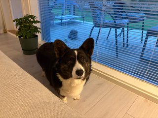 A black and white corgi cardigan watching expectantly into the camera.