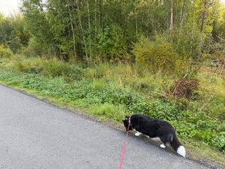 A black and white corgi cardigan sniffing something on the side of the sidewalk.