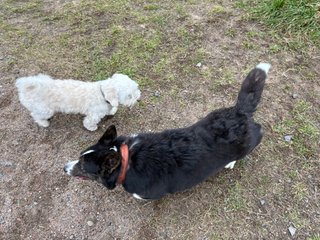 A black and white corgi cardigan playing with another white dog.