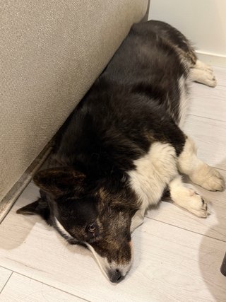 A black and white corgi cardigan lying next to a couch.