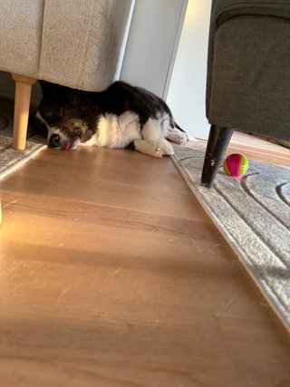 A black and white corgi cardigan sleeping next to a couch with her tongue out.