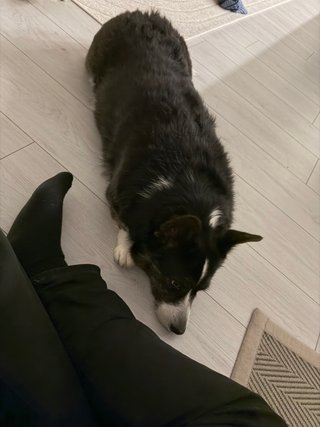 A black and white corgi cardigan lying right next to the photographer