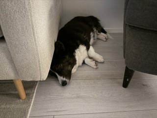 A black and white corgi cardigan lying next to and with her head under a couch.