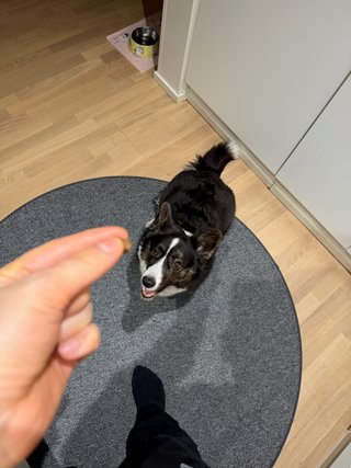 A black and white corgi cardigan sitting on the floor on a round carpet. She is anticipating getting a candy from the photographer (me!).