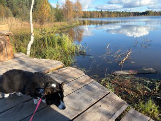 A black and white corgi cardigan walking over small wooden bridge next to a lake.