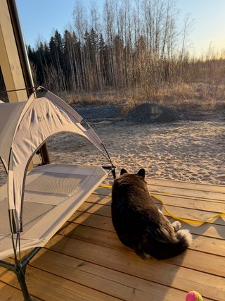 A black and white corgi cardigan lying on a porch and watching out into the nearby forested area while the sun goes down in the background. Next to her is a dog tent.